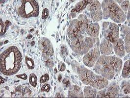 VBP1 Antibody (clone OTI2E6)