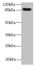PASD1 Antibody