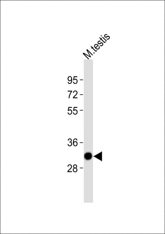 SOX17 Antibody (aa353-387)