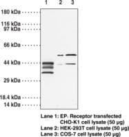 IHC-plus™ Polyclonal Rabbit anti-Human PTGER1 / EP1 Antibody (IHC, WB)