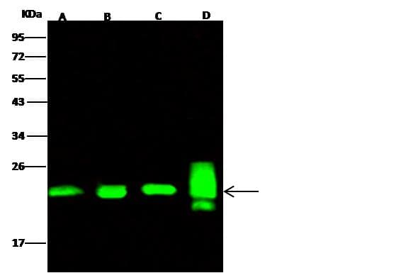 PRDX2 / Peroxiredoxin 2 Antibody (Preservative Free)
