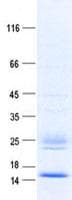Human BRAK / CXCL14 Protein (Recombinant His, N-Terminal)