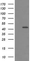 IHC-plus™ IDO1 / IDO Antibody (clone 4B11)