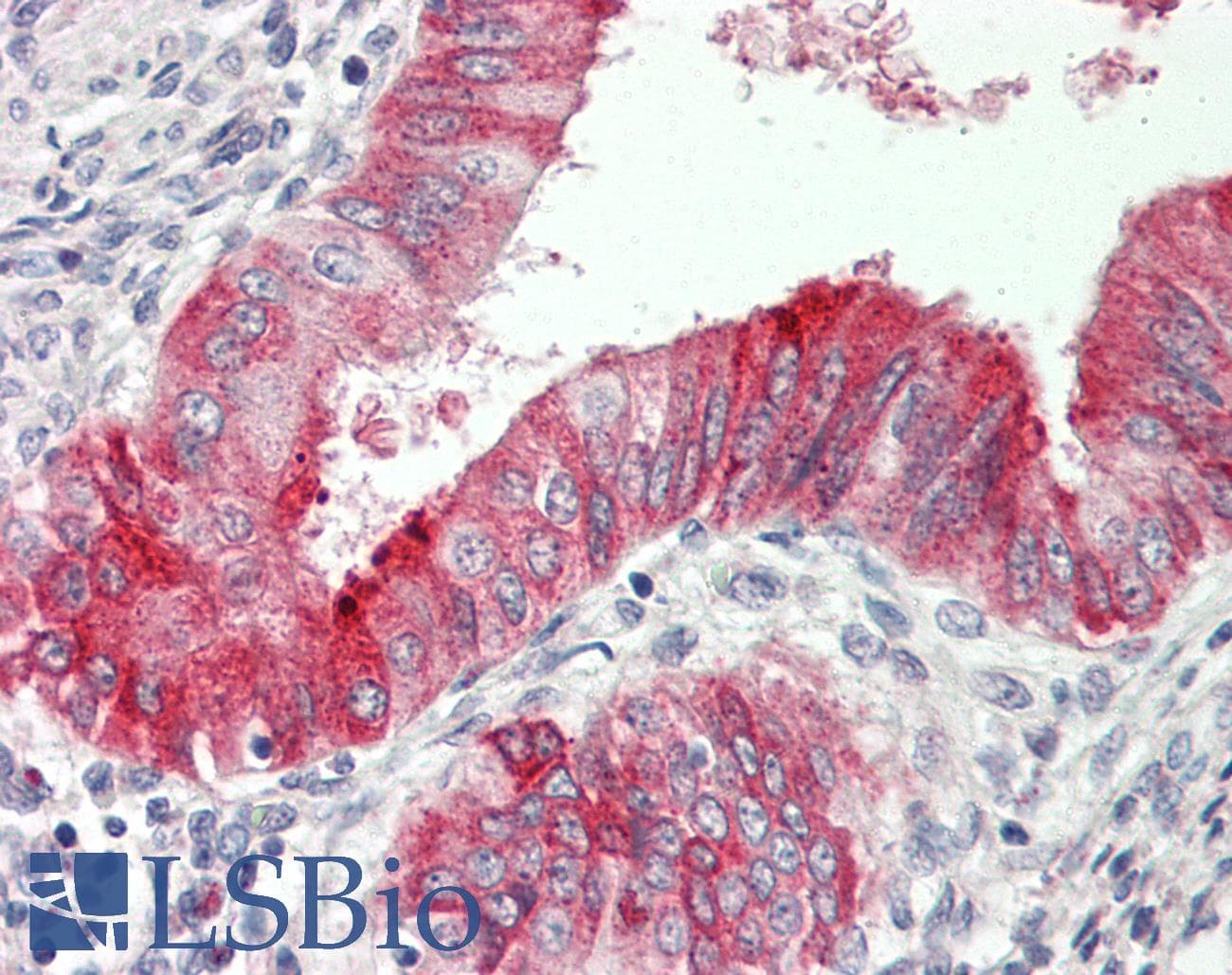 IHC-plus™ IL12A / p35 Antibody (aa168-195)