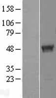 TBC1D13 Protein (Over-Expression Lysate Myc-DDK (Flag))