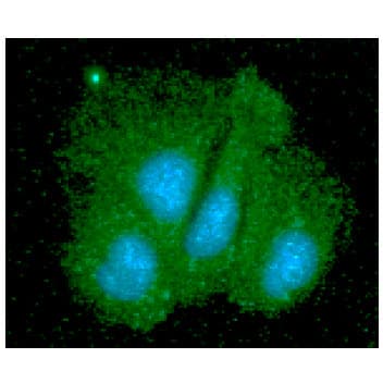 IHC-plus™ Monoclonal Mouse anti-Human SGTA / SGT Antibody (clone AT19E8, IHC, IF, WB)