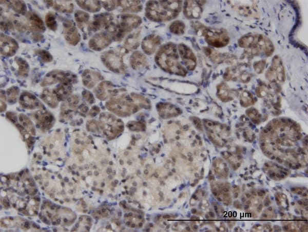 ASB8 Antibody (clone 1H1)