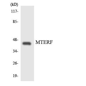 Polyclonal Rabbit anti-Human MTERF1 Antibody (aa252-301, IHC, WB)