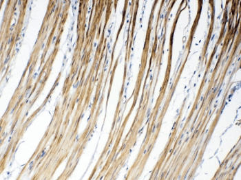 GJC1 / CX45 / Connexin 45 Antibody