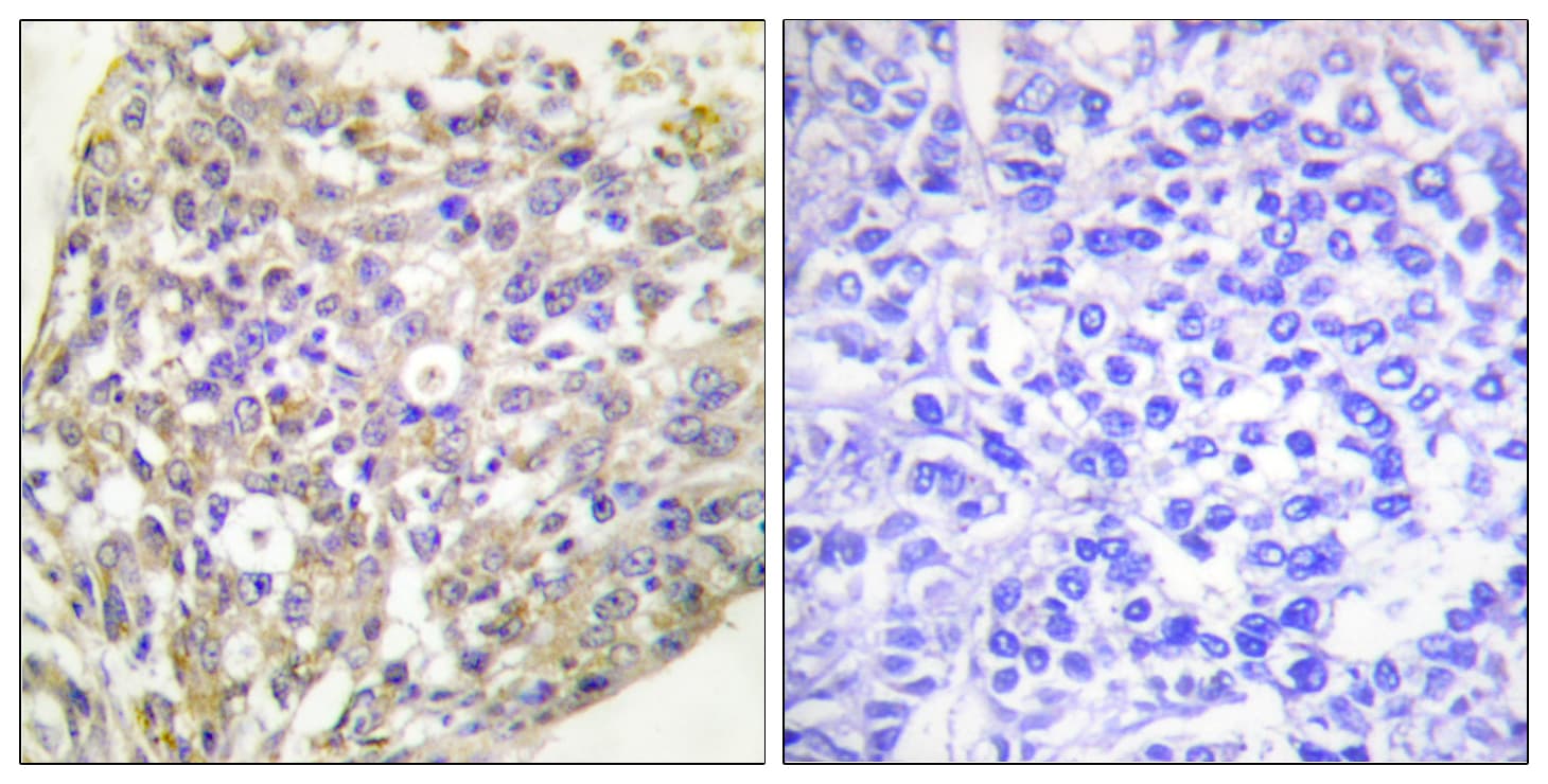 Polyclonal Rabbit anti-Human HSP90 Beta Antibody (phospho-Ser254, IHC, IF, WB)