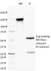 CD59 Antibody (clone BRA-10G, Azide-free, BSA-free)