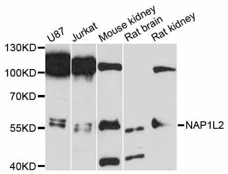 NAP1L2 / BPX Antibody
