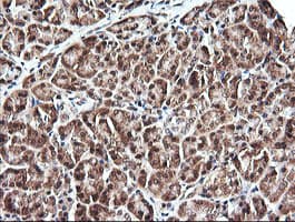 PARVA Antibody (clone OTI3C3)