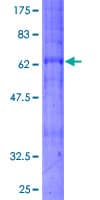 Human BDKRB2/Bradykinin B2 Receptor Protein (Recombinant GST)