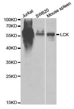 p56lck / LCK Antibody