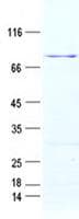 Human SNIP1 Protein (Recombinant GST, N-terminus + His, C-terminus)