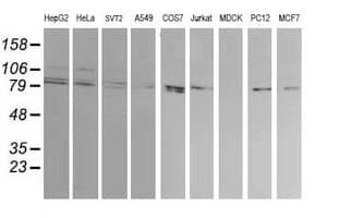 DNM1L / DRP1 Antibody (clone OTI2E7)