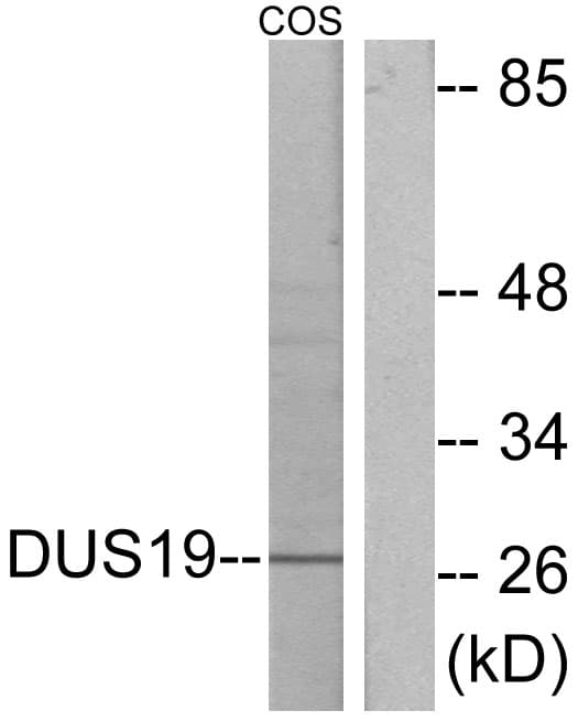 Polyclonal Rabbit anti-Human DUSP19 / SKRP1 Antibody (aa111-160, IF, WB)