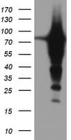 EPN2 Antibody (clone OTI1C5, Carrier-free)