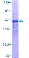 Human WDR5B Protein (Recombinant GST)