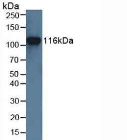 MUSK Antibody (aa517-777)