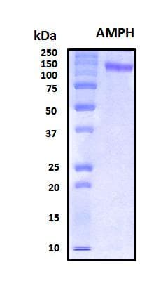 Human AMPH / Amphiphysin Protein (Recombinant His, N-Terminal)