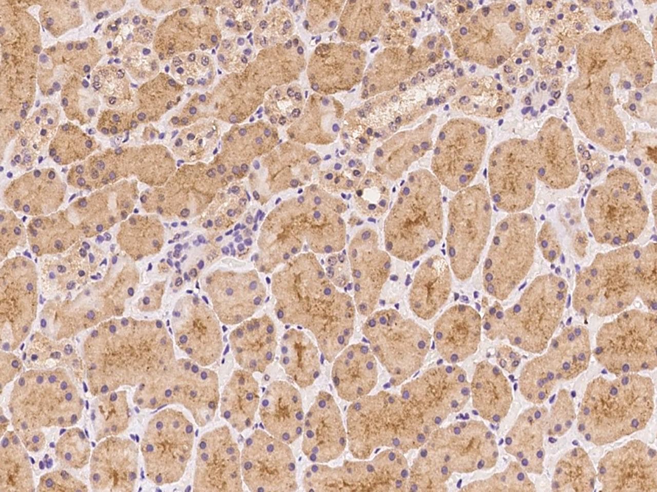 APRT Antibody (Preservative Free)