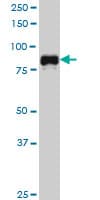 IHC-plus™ Monoclonal Mouse anti-Human SP1 Antibody (clone 4C8, IHC, IF, WB)