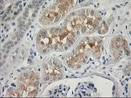 ITFG2 Antibody (clone OTI3C4)