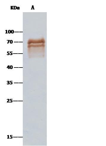 CD5 Antibody (Preservative Free)