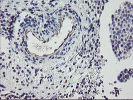 PPIL6 Antibody (clone OTI4F2, Carrier-free)
