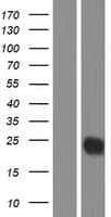 CTLA4 / CD152 Protein (Over-Expression Lysate Myc-DDK (Flag))