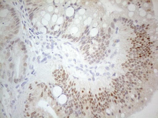 Monoclonal Mouse anti-Human PDX1 Antibody (clone OTI3H3, Carrier-free, IHC, WB)