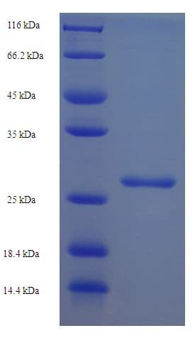 Simian Immunodeficiency Virus Vpx Protein (Recombinant His-SUMO)