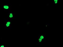 TLE1 / TLE 1 Antibody (clone OTI3C9)
