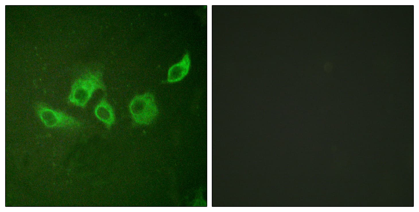 CRK Antibody (phospho-Tyr221)