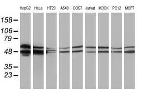 PACSIN3 Antibody (clone OTI2A6)