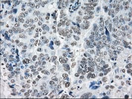 PRKY Antibody (clone OTI6H3, Carrier-free)