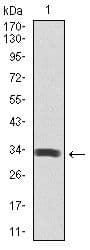 SPIB Antibody (Amino Acid: 200-252, clone 4G5)
