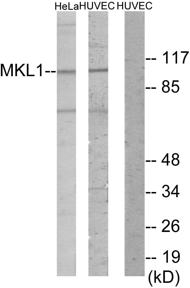 BSAC / MKL1 Antibody (aa10-59)