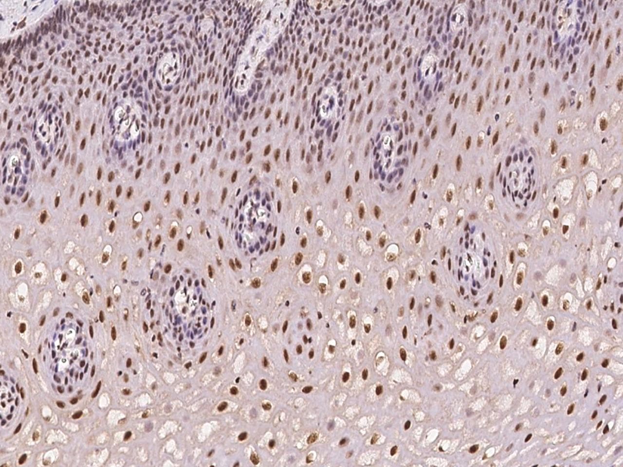 C2orf49 Antibody