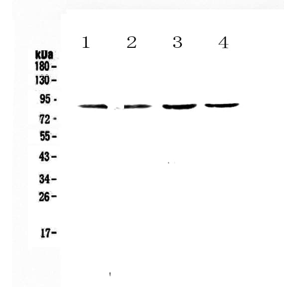 Eomesodermin / EOMES Antibody