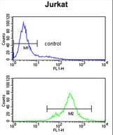 IHC-plus™ Polyclonal Rabbit anti-Human SPRED1 Antibody (IHC, WB)