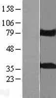 KCTD10 Protein (Over-Expression Lysate Myc-DDK (Flag))