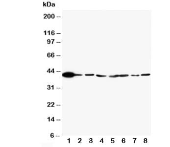 MAPK1 / ERK2 Antibody (aa348-360)