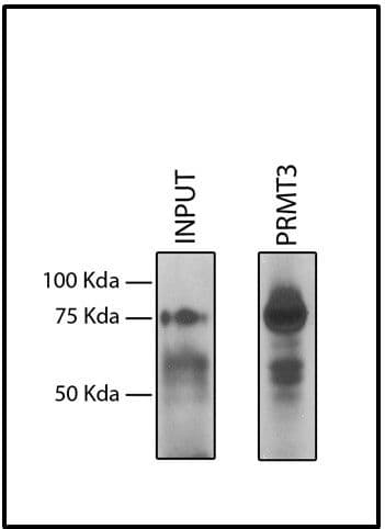 Monoclonal Mouse anti-Human PRMT3 Antibody (aa211-531)