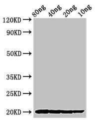 THI2.1 Antibody