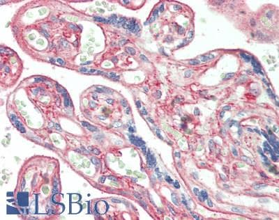 IHC-plus™ RASSF7 Antibody (aa326-354)