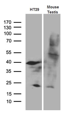 APOBEC4 Antibody (clone OTI2A6, Carrier-free)