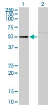 ZNF92 Antibody (clone 1F2)